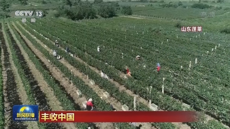 丰收中国
