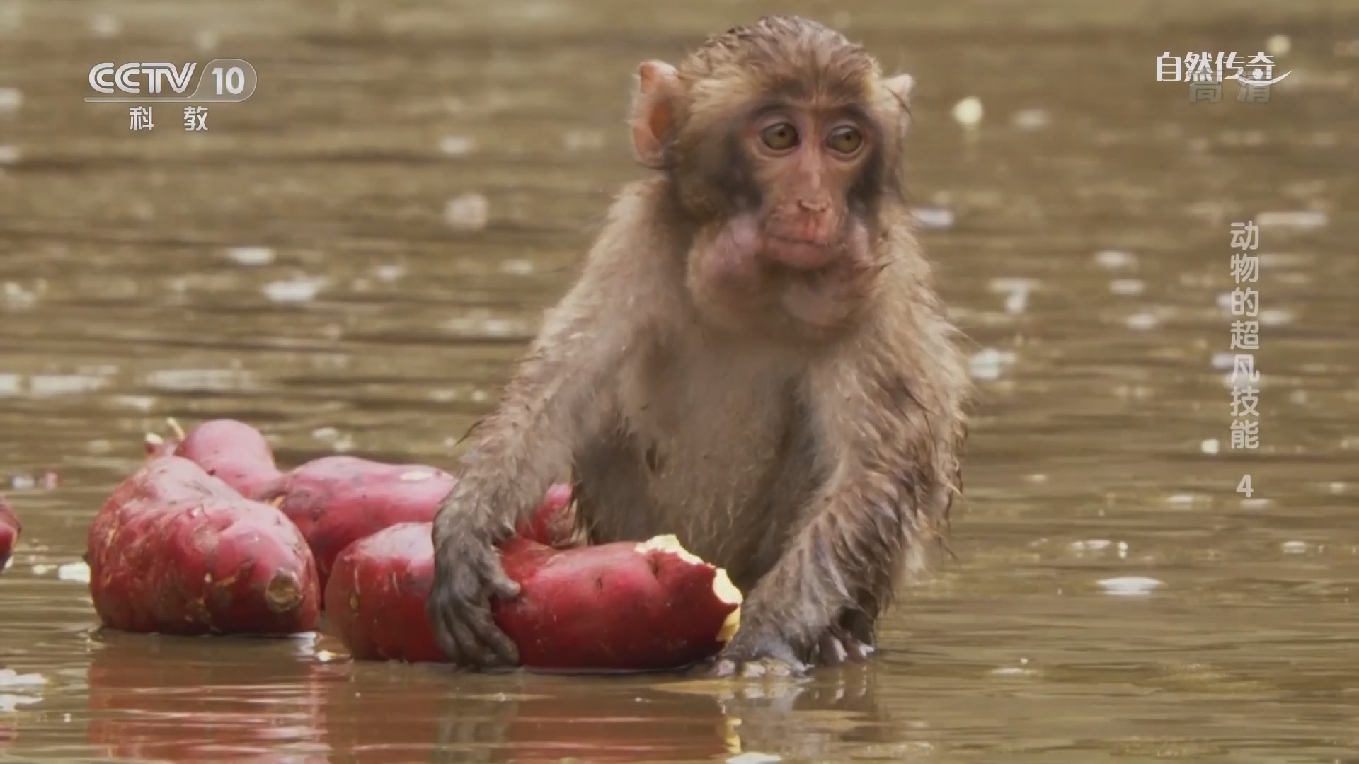 自然传奇》 20211004 动物的超凡技能4