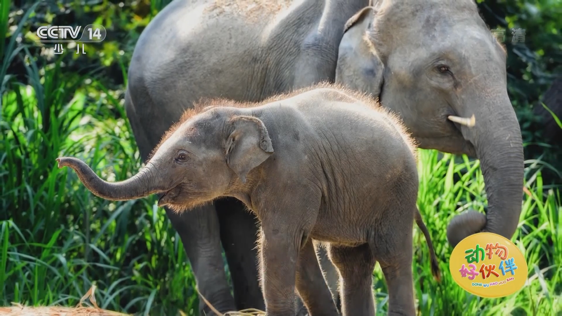 动物好伙伴第四季_cctv节目官网