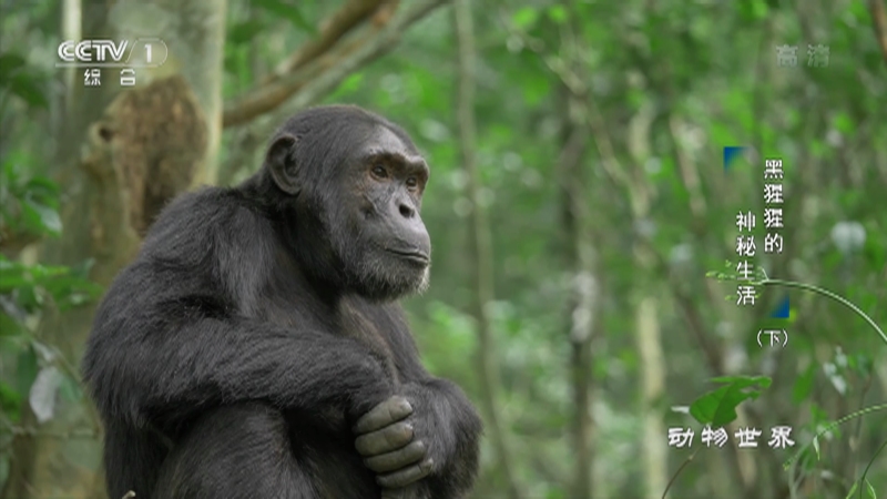 《动物世界》 20220116 黑猩猩的神秘生活（下）