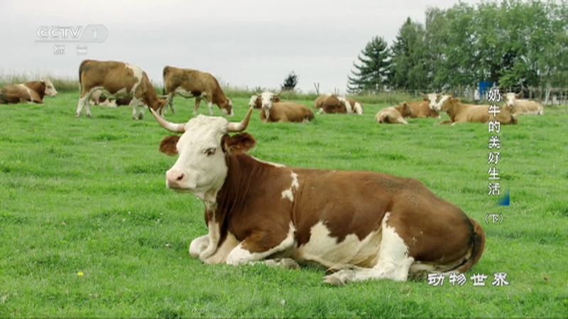 《动物世界》 20220312 奶牛的美好生活（下）