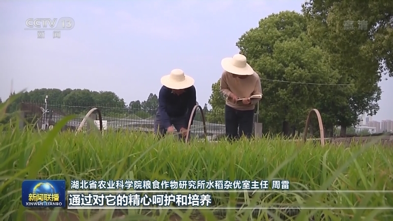【奋斗者正青春】周雷：努力为中国水稻装上“中国芯”