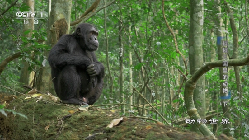 《动物世界》 20220814 猩猩王国里的动物（下）
