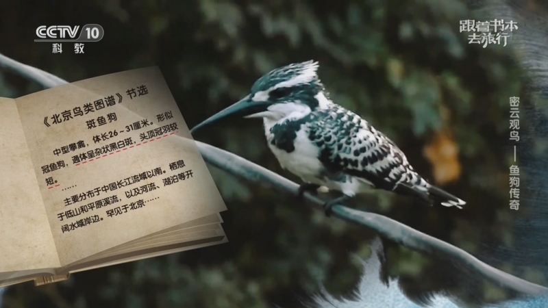 跟著書本去旅行 密雲觀鳥 魚狗傳奇
