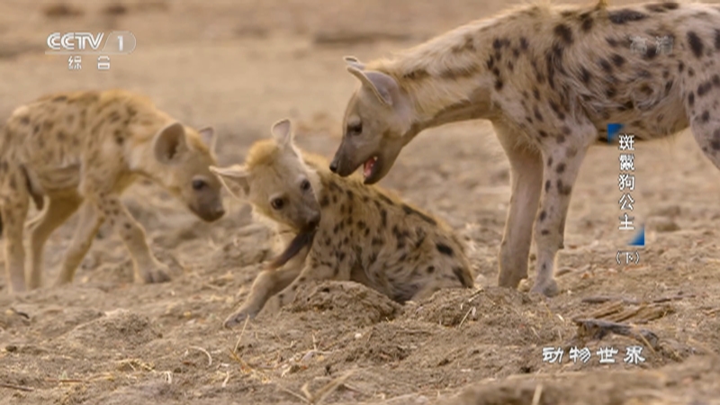 《动物世界》 20221213 斑鬣狗公主（下）