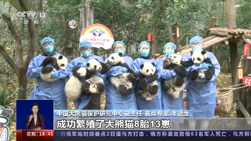 [共同关注]关注“国宝”大熊猫繁育·四川 2022年熊猫中心繁育大熊猫8胎13崽