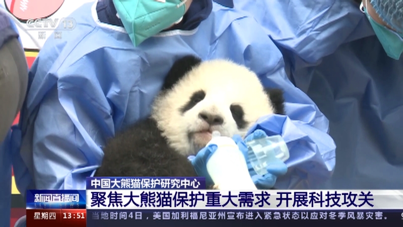 [新闻直播间]中国大熊猫保护研究中心 聚焦大熊猫保护重大需求 开展科技攻关