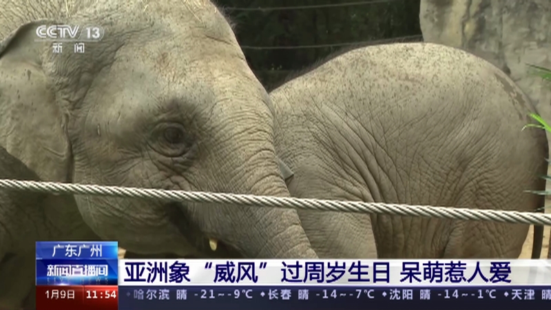 [新闻直播间]广东广州 亚洲象“威风”过周岁生日 呆萌惹人爱