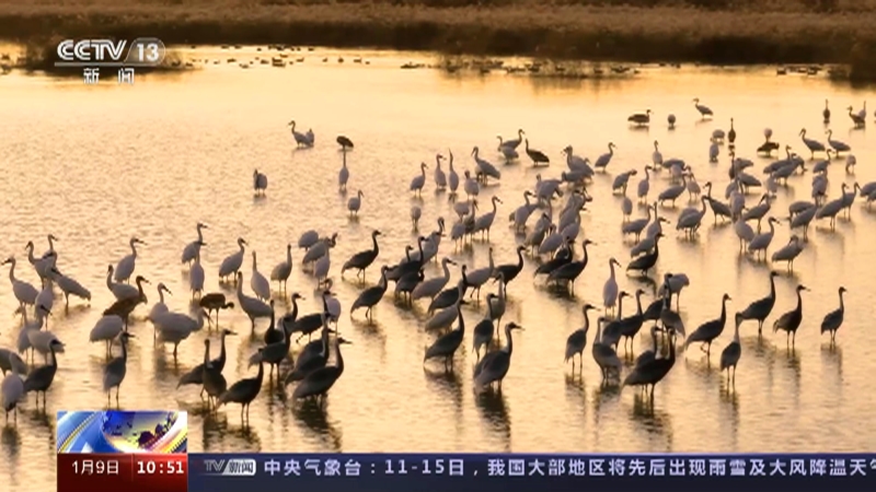 [新闻直播间]关注我国鹤类调查 黄河三角洲地区已成为新的鹤类越冬地