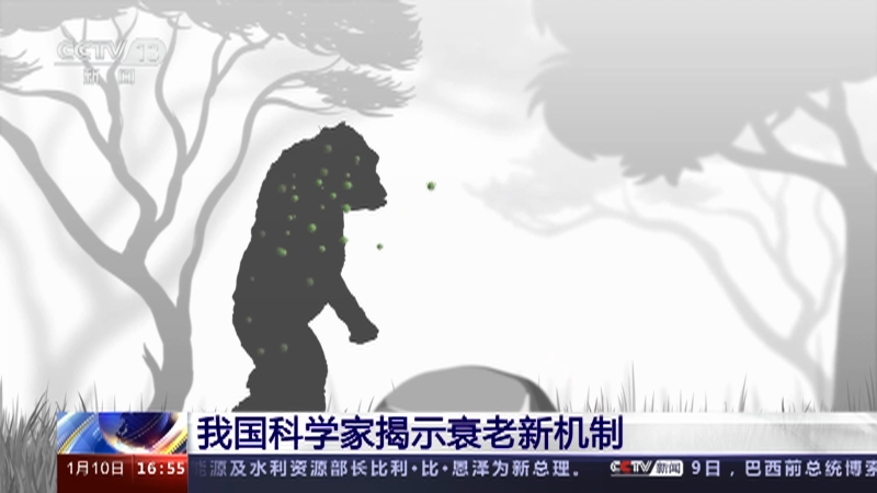 [新闻直播间]我国科学家揭示衰老新机制