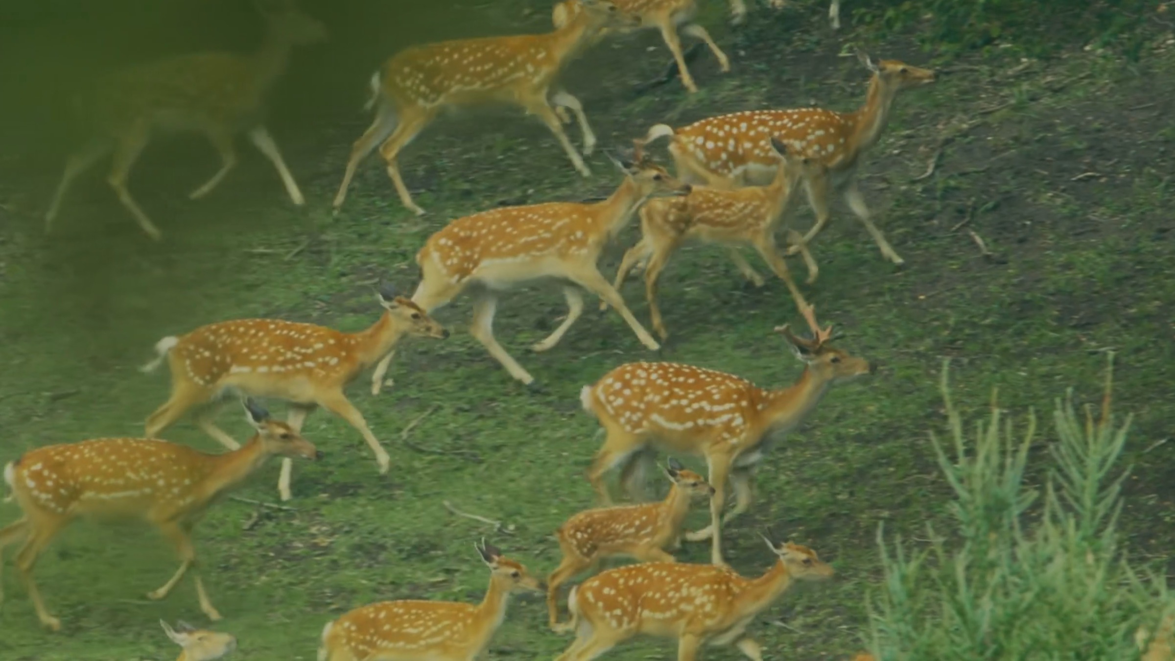 《美丽中国自然》 河北围场系列 甡甡其鹿
