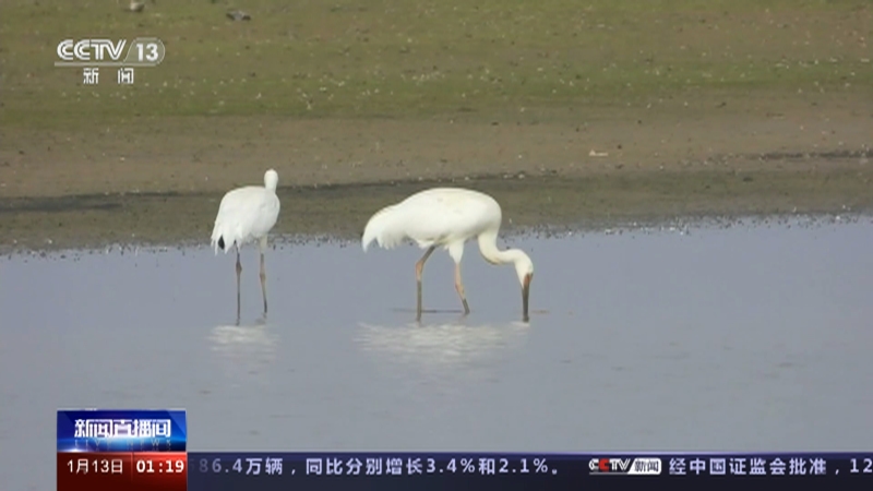[新闻直播间]江西 鄱阳湖南矶湿地迎来最佳观鸟期