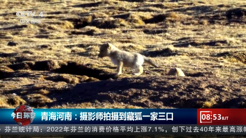 [今日环球]青海河南：摄影师拍摄到藏狐一家三口