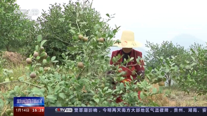 [新闻直播间]2022中国经济年报 我国林业产业总产值达8.04万亿元