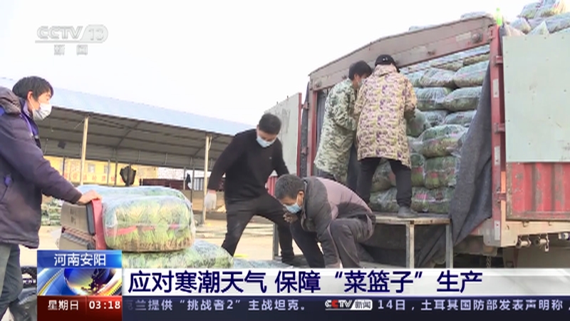 [新闻直播间]河南安阳 应对寒潮天气 保障“菜篮子”生产