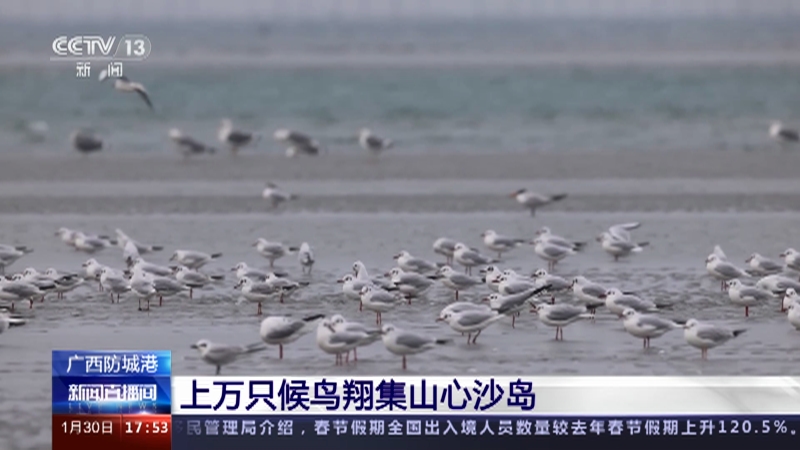 [新闻直播间]广西防城港 上万只候鸟翔集山心沙岛