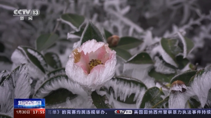 [新闻直播间]云南江川 云海氤氲 雾凇美如仙境