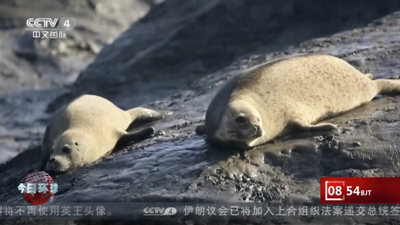 [今日环球]斑海豹辽河入海口湿地产崽 繁育数量增加