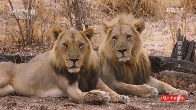 《自然传奇》 20230203 狮群争霸 4