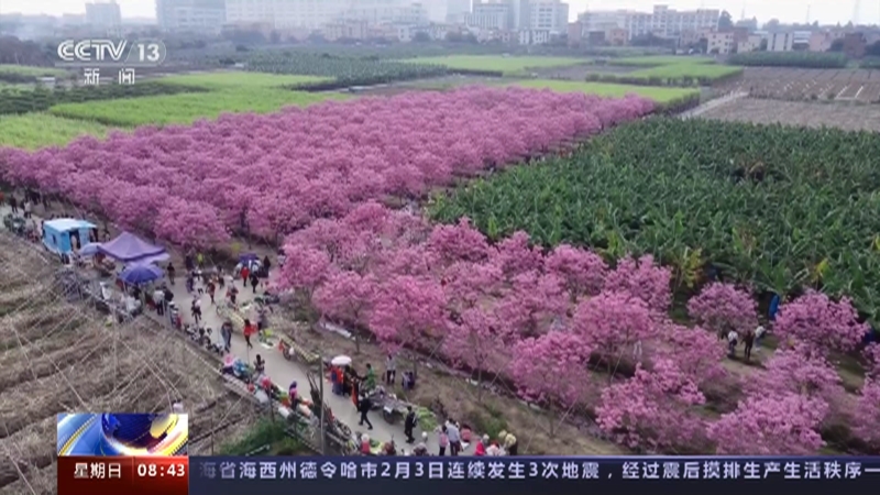 [朝闻天下]广东广州 花开中国 感受春天 紫花风铃花开正盛 浪漫花海游人如织