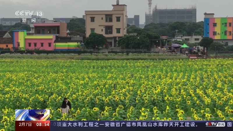 [朝闻天下]广东东莞 金色葵花汇成海 春光浪漫暖意浓