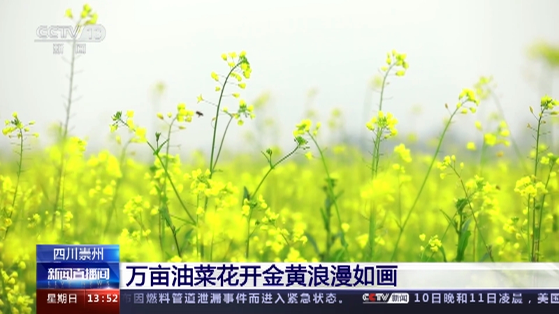 [新闻直播间]四川崇州 万亩油菜花开金黄浪漫如画