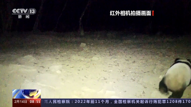 [朝闻天下]四川平武 红外相机记录到野生大熊猫活动影像