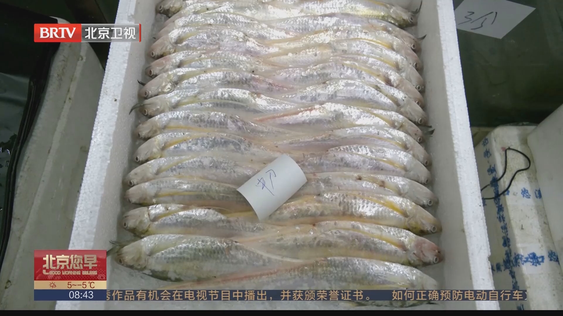 [北京您早]江苏南通 海刀鱼抢"鲜"上市 最小每斤百余元