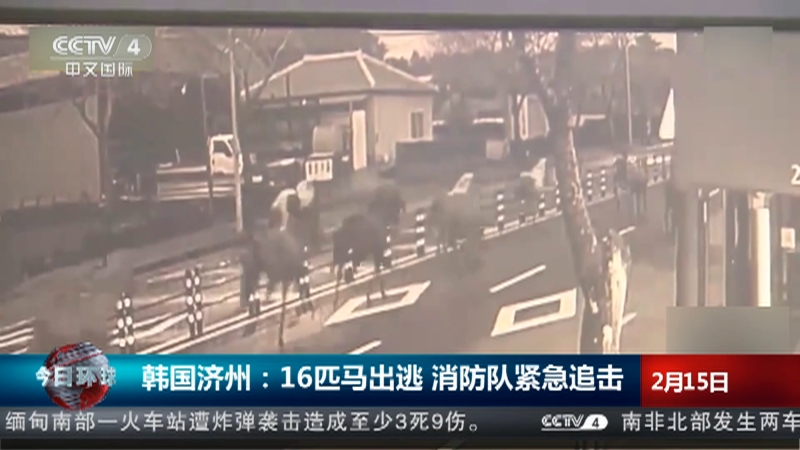[今日环球]韩国济州：16匹马出逃 消防队紧急追击