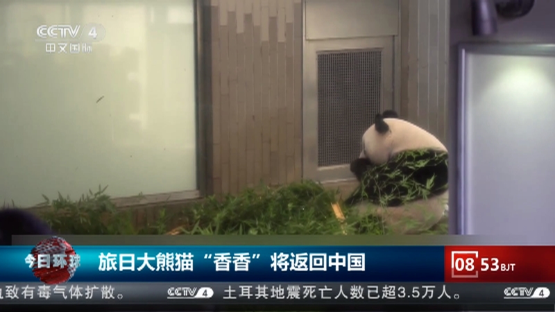 [今日环球]旅日大熊猫“香香”将返回中国