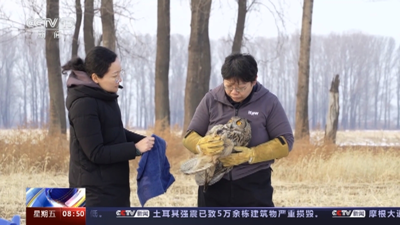 [朝闻天下]北京 经过一年救治 重伤雕鸮康复后被野外放归