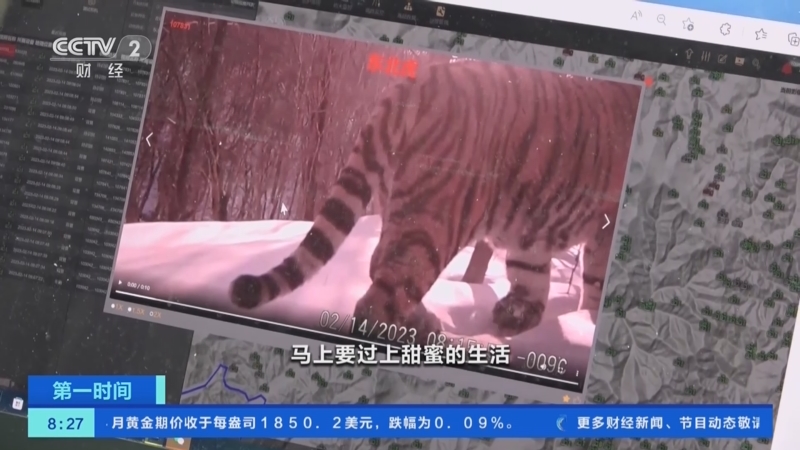 [第一时间]林海寻踪 记者探访东北虎豹国家公园