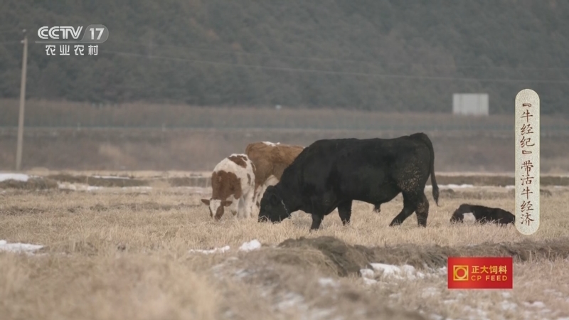 《三农群英汇》 20230218 “牛经纪”带活牛经济