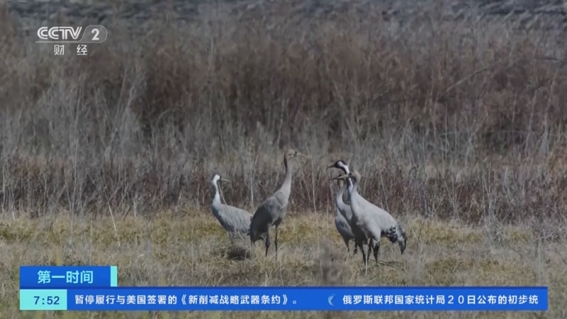 [第一时间]河北张家口：永定河春季生态补水1.45亿立方米