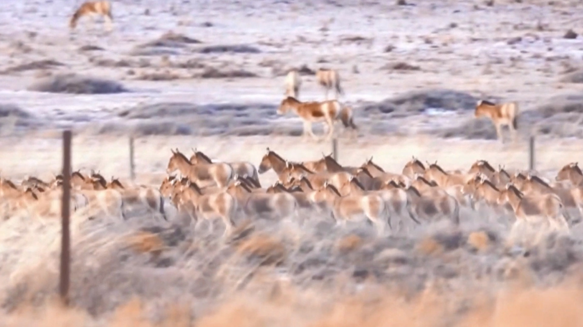 内蒙古：大批蒙古野驴现身苏尼特草原