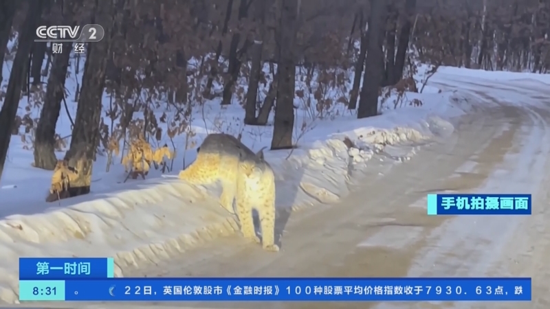 [第一时间]黑龙江：林间偶遇“大猫” 竟是国家二级保护动物猞猁