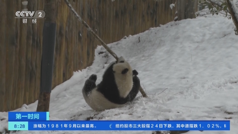 [第一时间]陕西佛坪：大熊猫雪中嬉戏撒欢