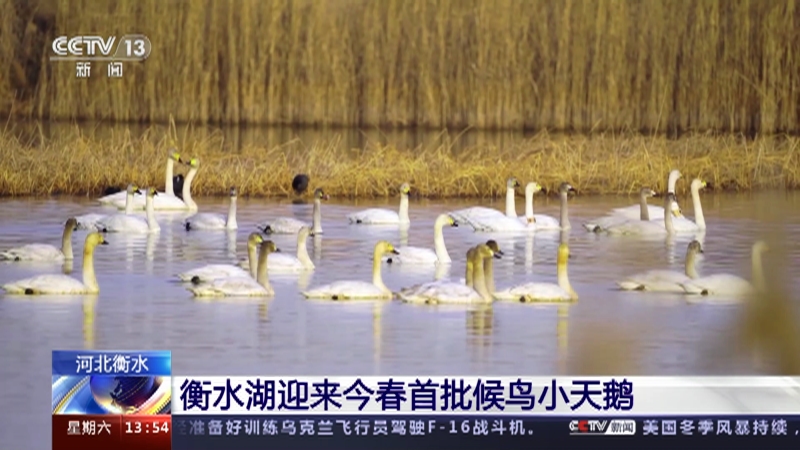 [新闻直播间]河北衡水 衡水湖迎来今春首批候鸟小天鹅