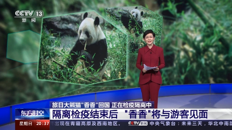 [东方时空]旅日大熊猫“香香”回国 正在检疫隔离中 隔离检疫结束后 “香香”将与游客见面