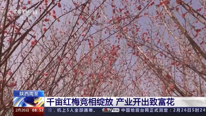 [朝闻天下]陕西周至 千亩红梅竞相绽放 产业开出致富花
