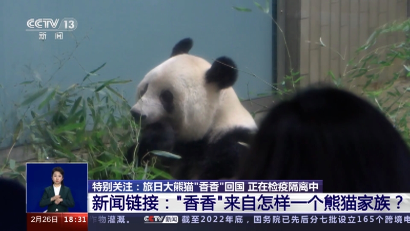 [共同关注]特别关注：旅日大熊猫“香香”回国 正在检疫隔离中 新闻链接：“香香”来自怎样一个熊猫家族？