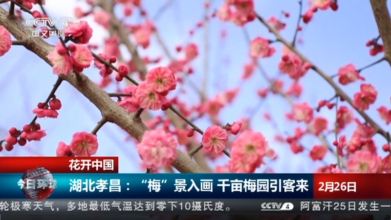 [今日环球]花开中国 北京：新绽蜡梅颜色好 满园争睹第一枝