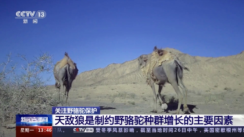[新闻直播间]关注野骆驼保护 天敌狼是制约野骆驼种群增长的主要因素