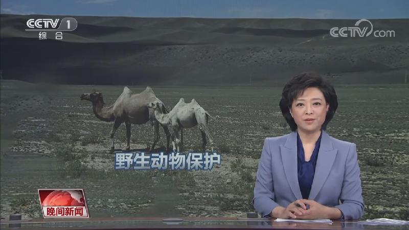 [视频]野骆驼保护困难重重 如何破解？
