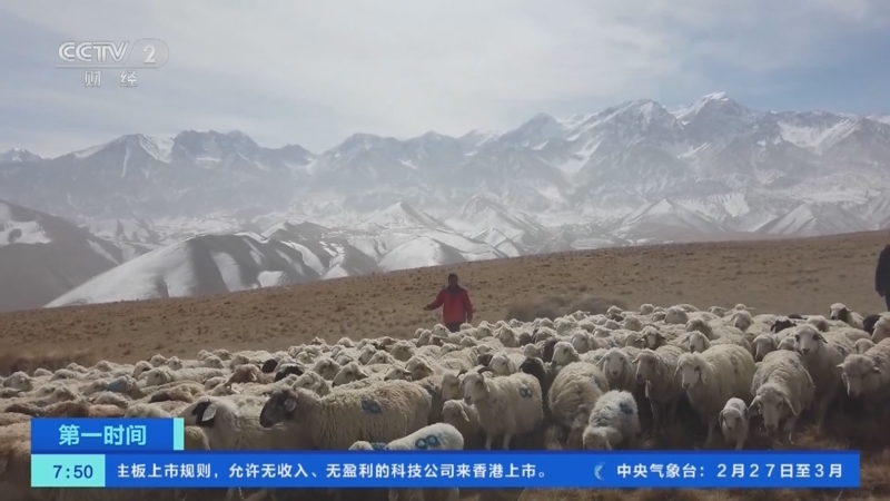 [第一时间]新疆：昆仑山下8万余头牲畜开启春季转场