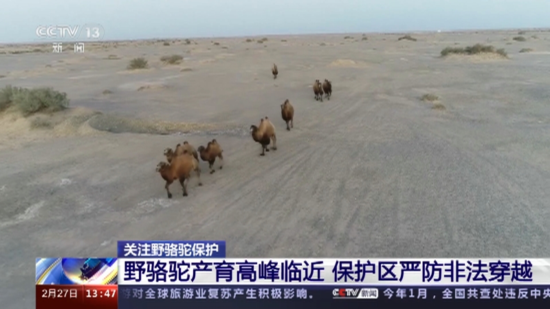 [新闻直播间]关注野骆驼保护 野骆驼产育高峰临近 保护区严防非法穿越
