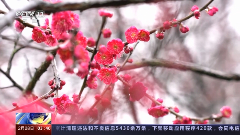 [新闻直播间]花开中国 江山如画