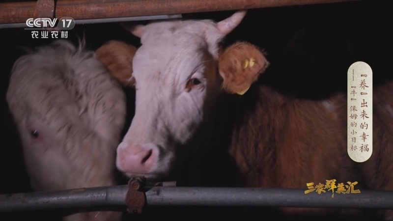 《三农群英汇》 20230513 “养”出来的幸福——“牛”保姆的小目标