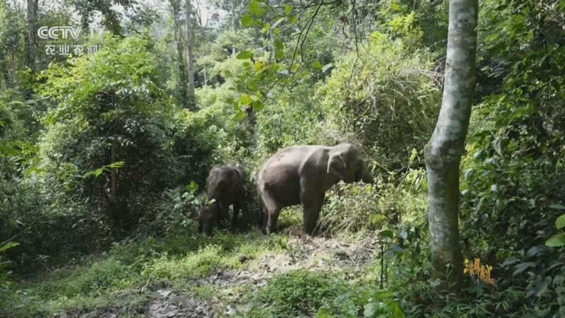 《三农群英汇》 20230611 与动物对话——“象”往家园