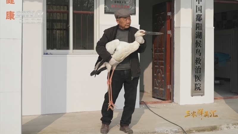 《三农群英汇》 20230612 与动物对话——老人与鸟 上
